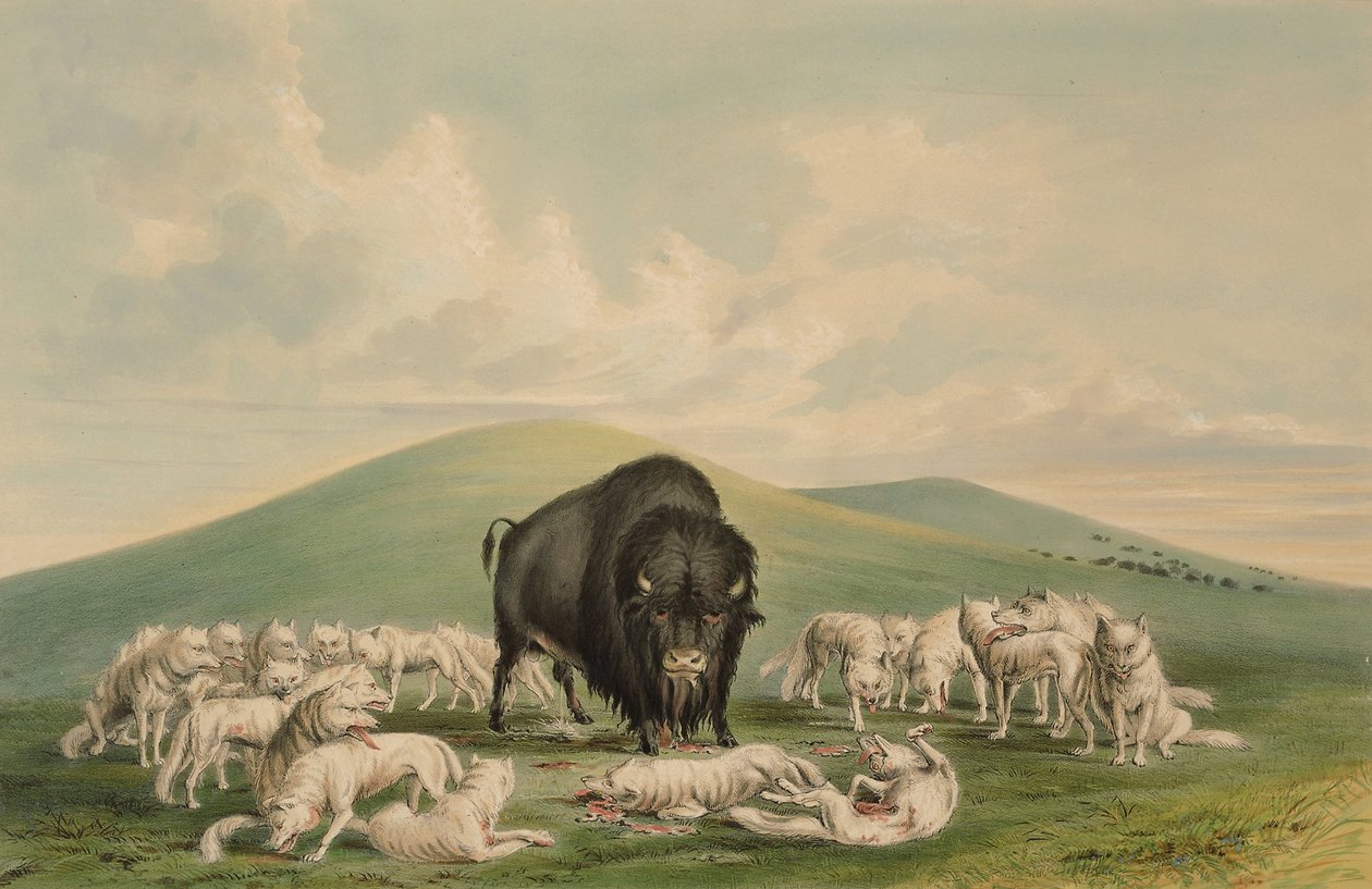 Hvite ulver angriper en bisonokse av George Catlin