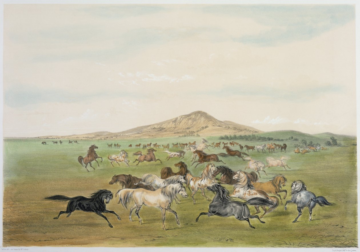 Ville hester i lek (fargelitografi) av George Catlin
