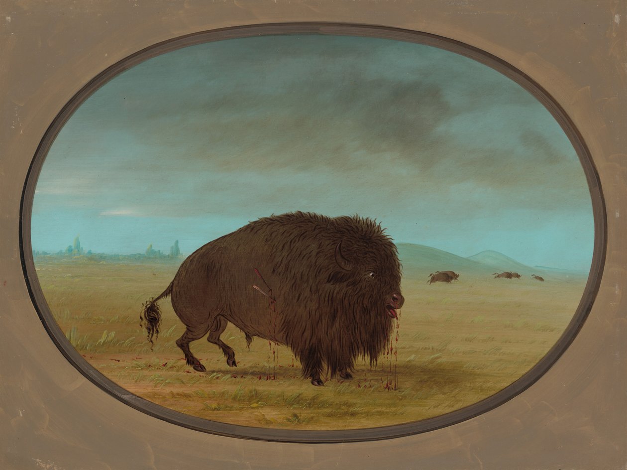 Såret Buffalo Bull, 18611869. av George Catlin
