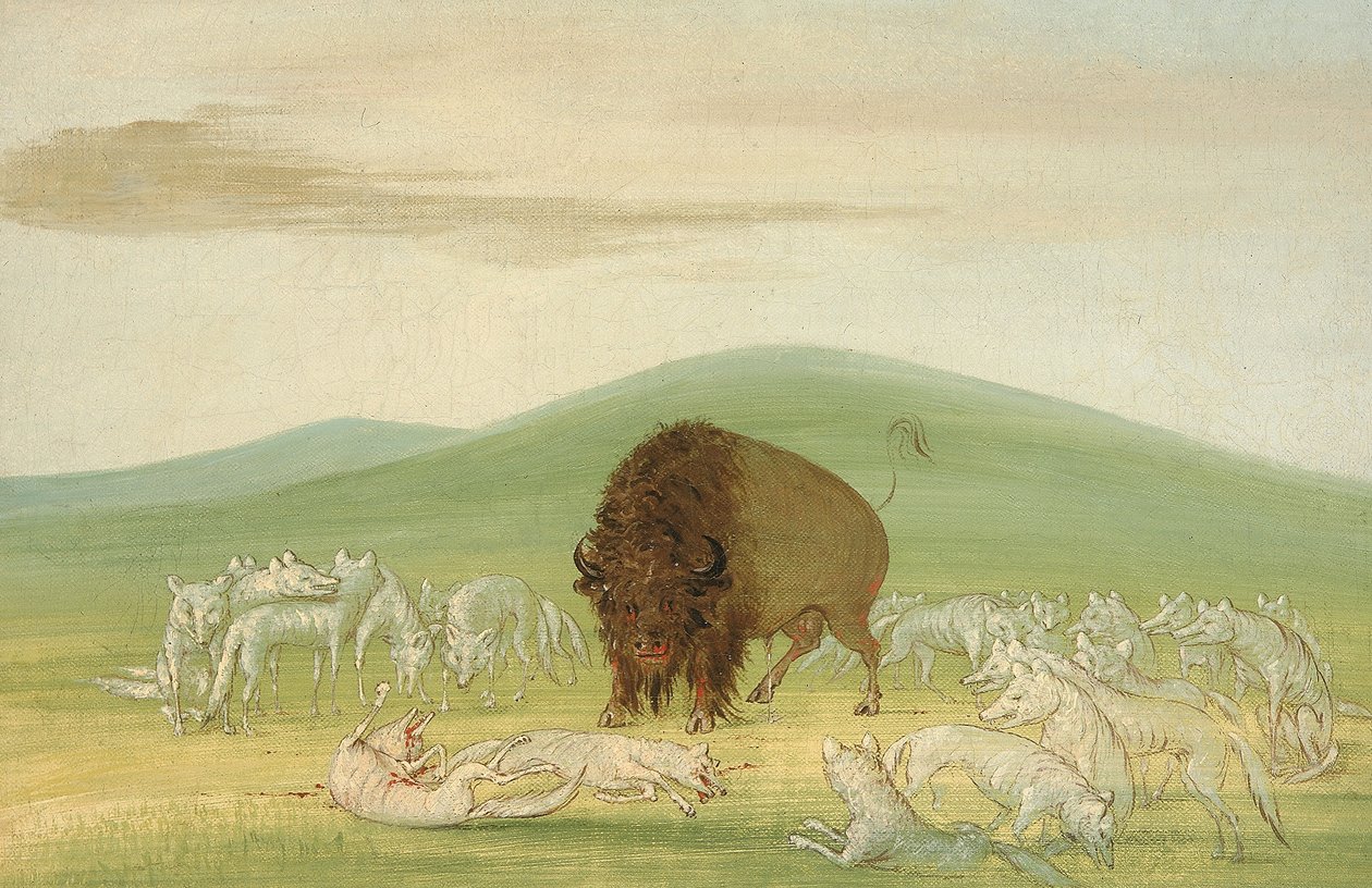 av George Catlin
