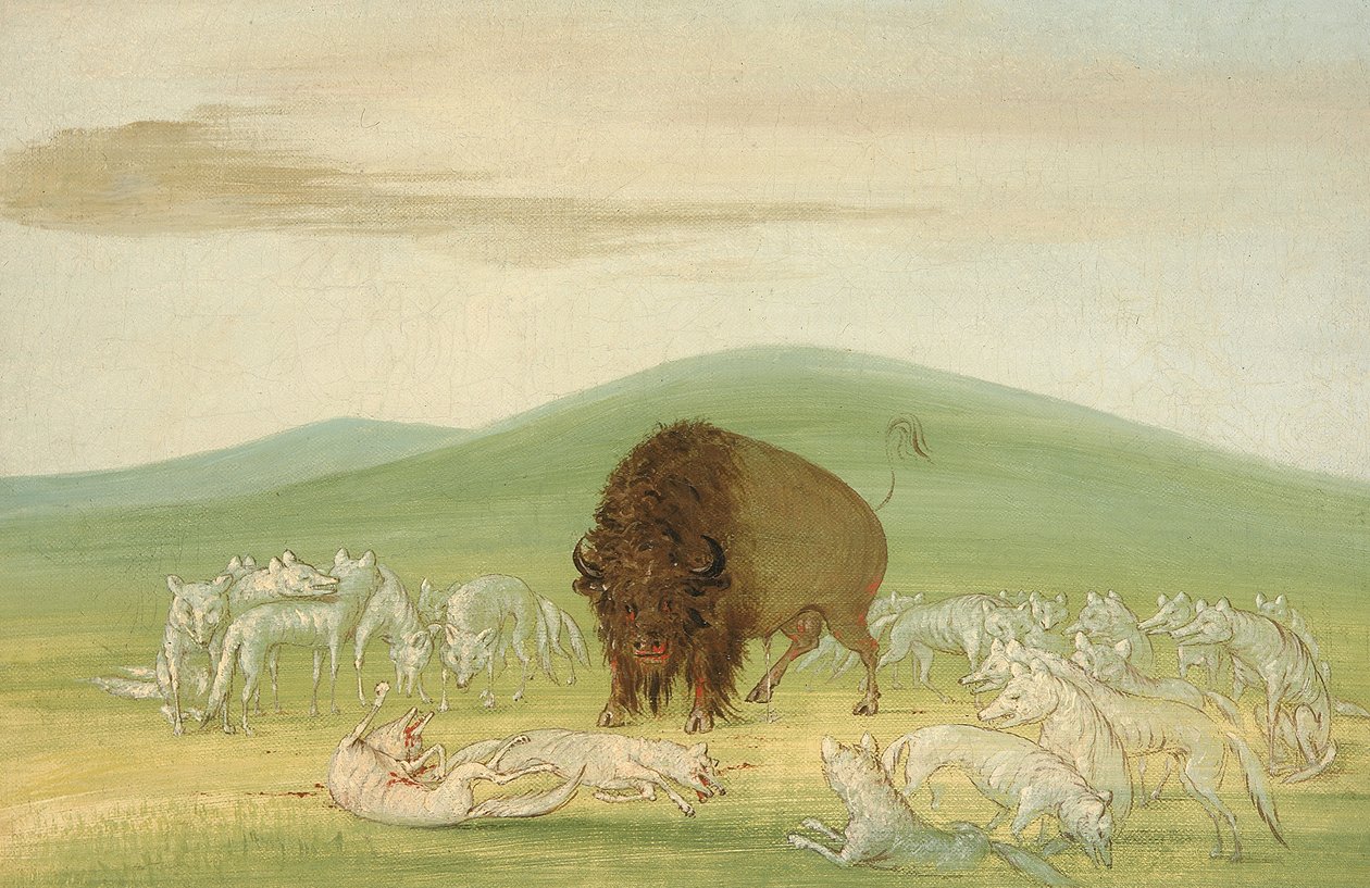 Såret bøffelokse omgitt av hvite ulver, 1832-1833. av George Catlin