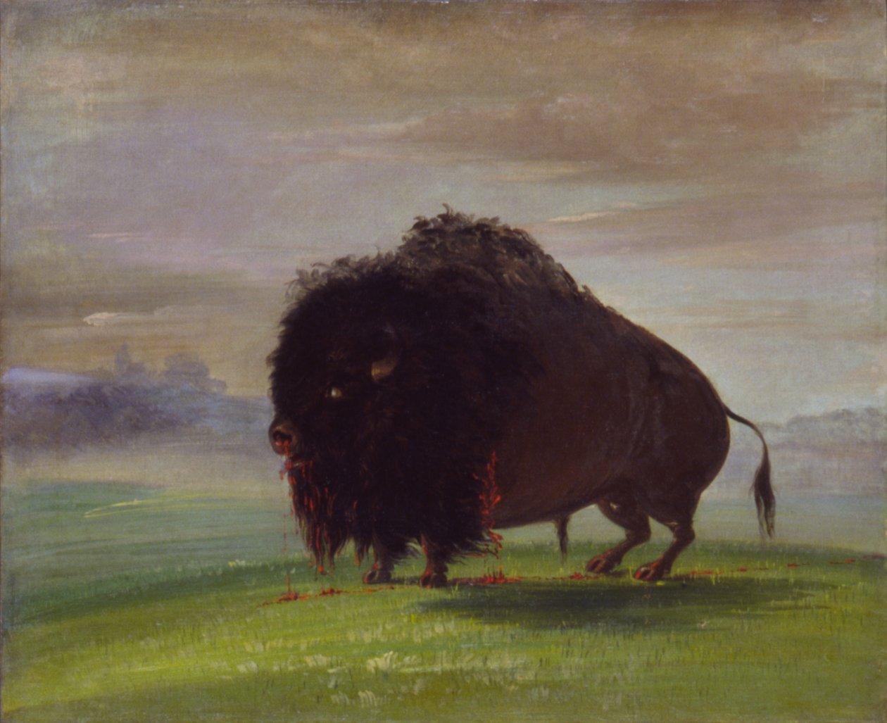 Såret bøffel, strør sitt blod over præriene, 1832-1833. av George Catlin