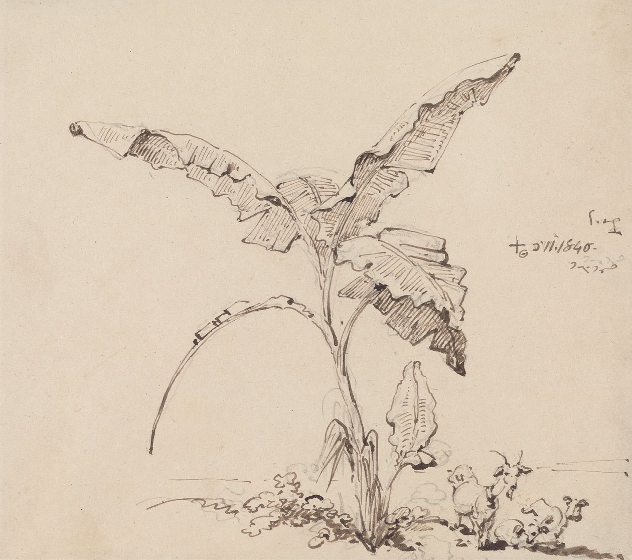 Geiter under et banantre av George Chinnery