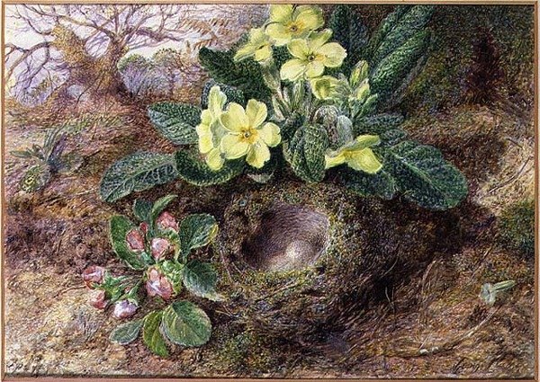 Stilleben med primula og fuglerede (akvarell, gouache på papir) av George Clare
