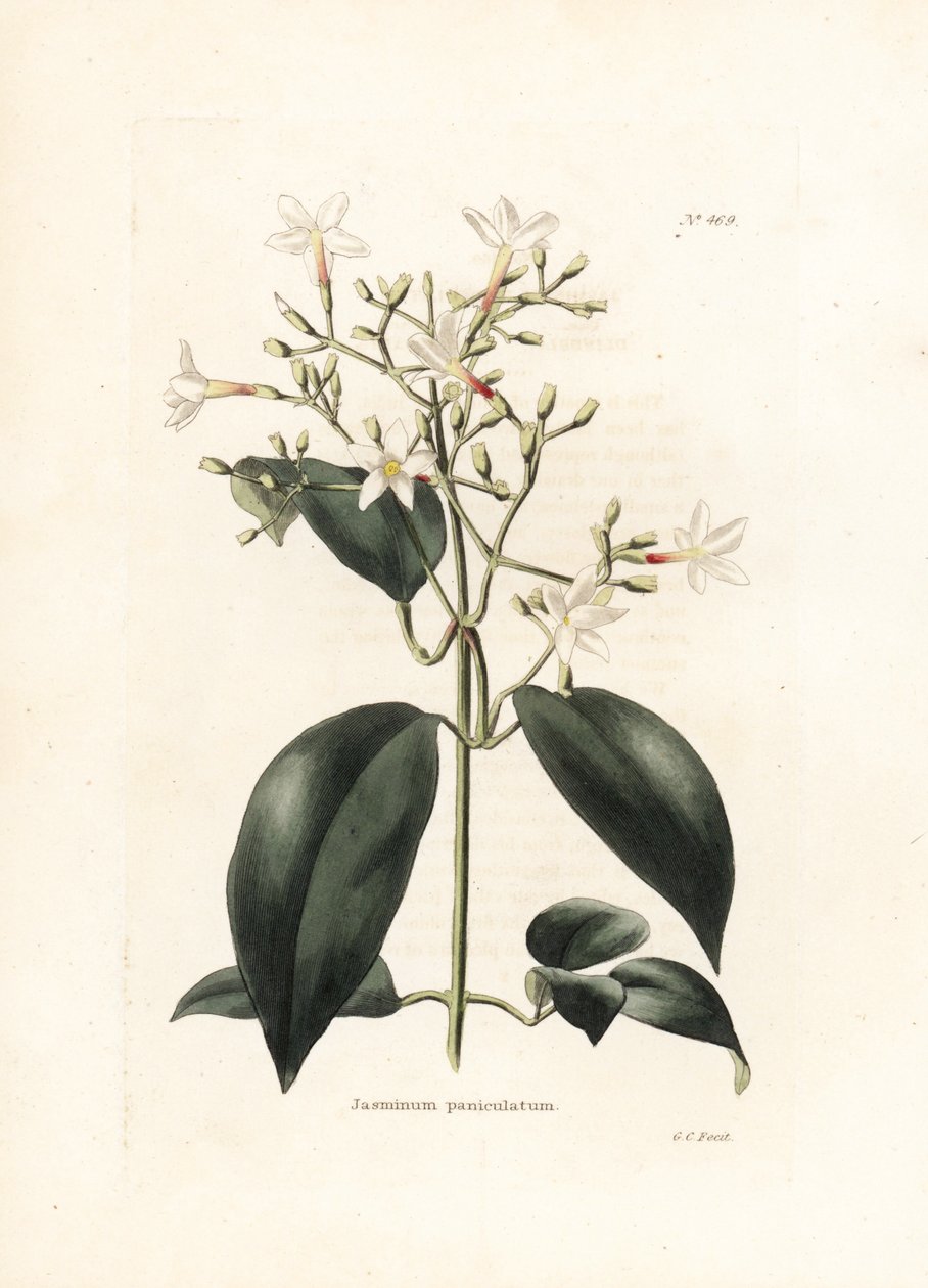 Jasmin (Jasminum paniculatum) - Litografi av George Cooke, for det britiske magasinet Conrad Loddiges Botanical Cabinet (1738-1826) av George Cooke