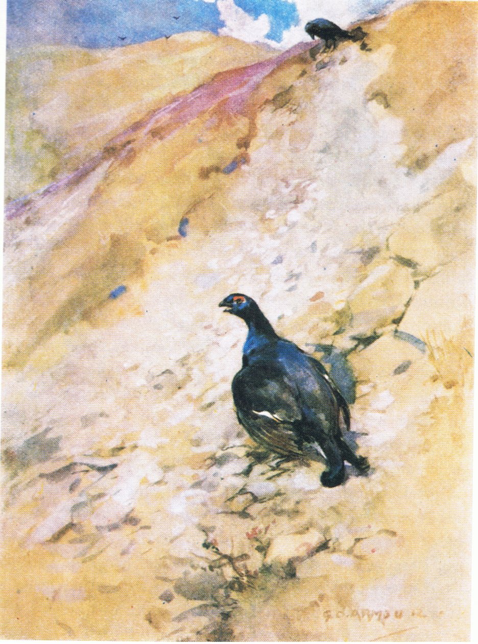 Svarthanen har hatt stor glede av badet sitt, luftet ut fjærene og klappet med vingene (farge litho) av George Denholm Armour