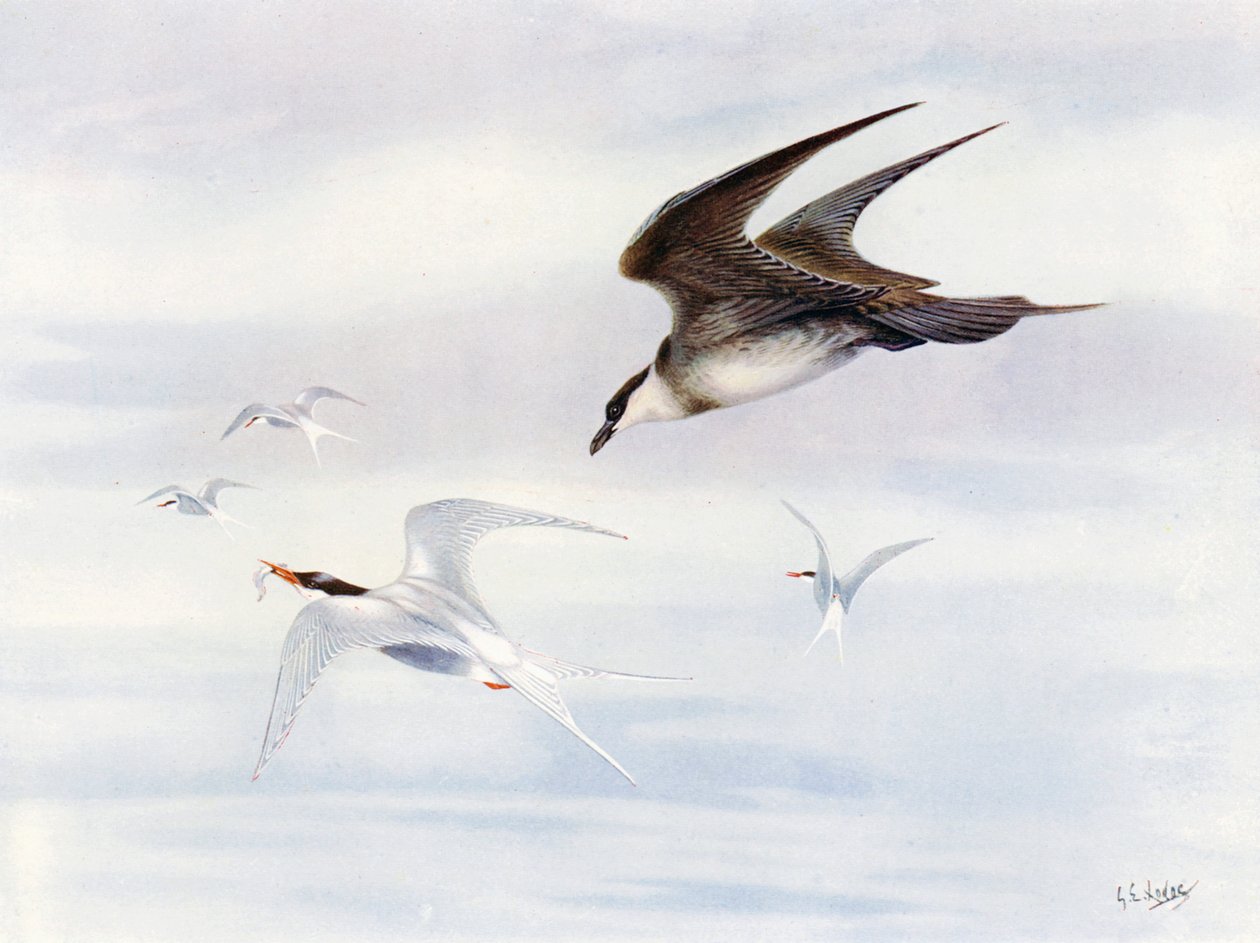 Arctic-tern jaget av Arctic-skua (farge litho) av George Edward (after) Lodge