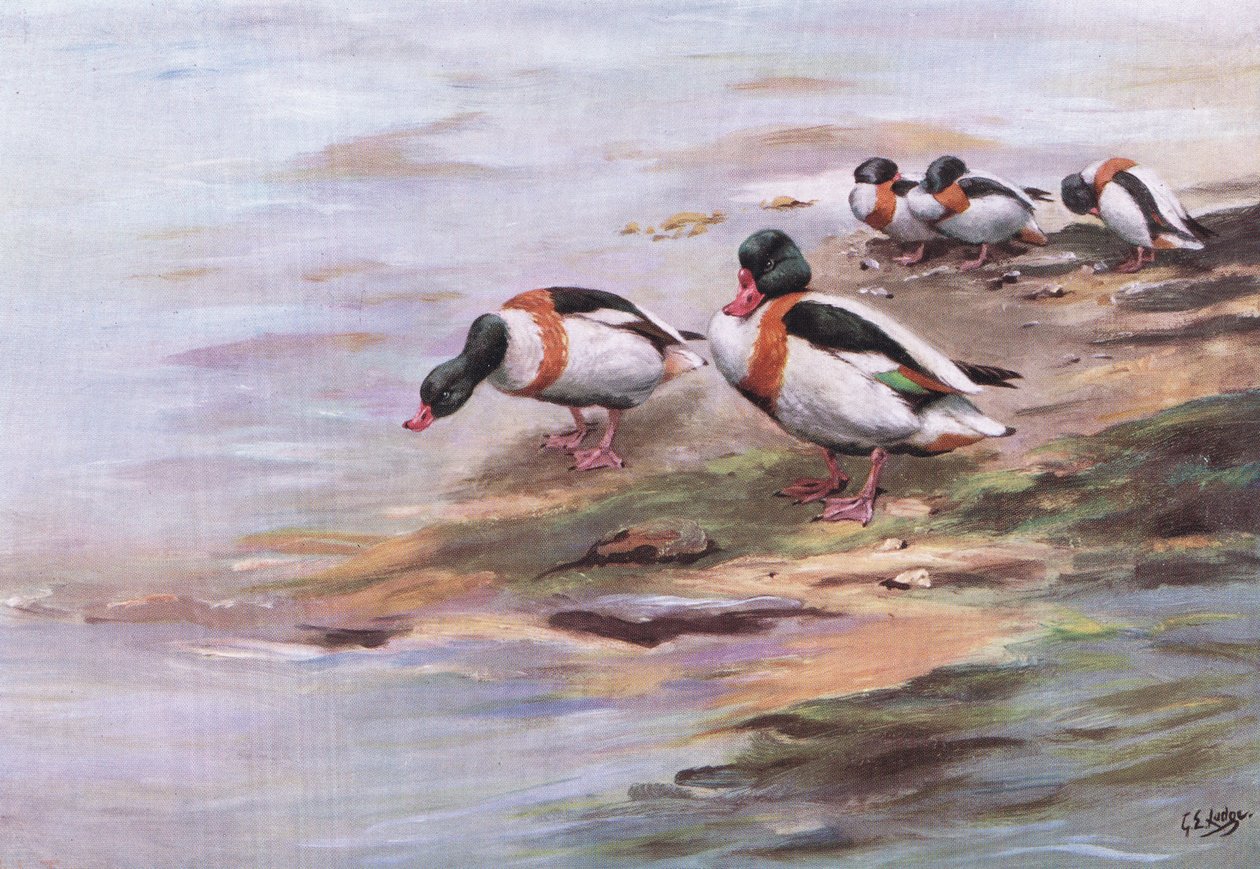 Sheld Ducks (lito) av George Edward Lodge