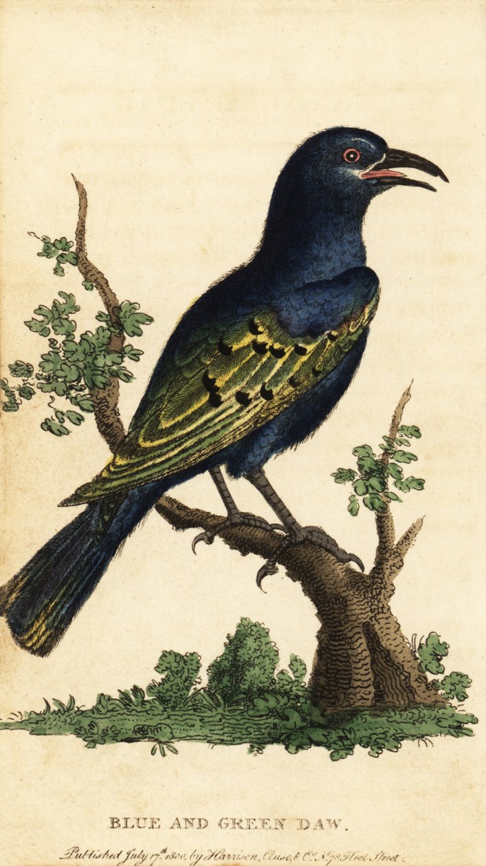 Afrikansk blank stær, Lamprotornis-art. ,1800 (gravering) av George Edwards
