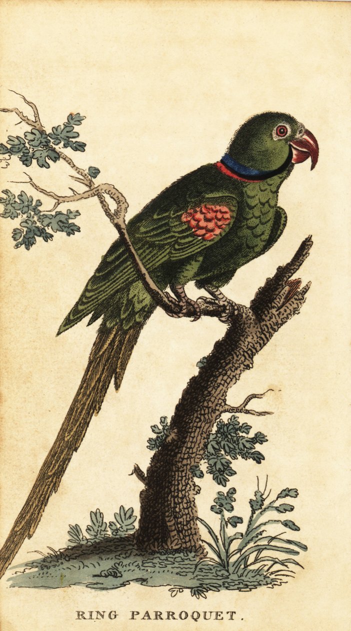 Alexandrine parakeet, Psittacula eupatria.,1800 (gravering) av George Edwards