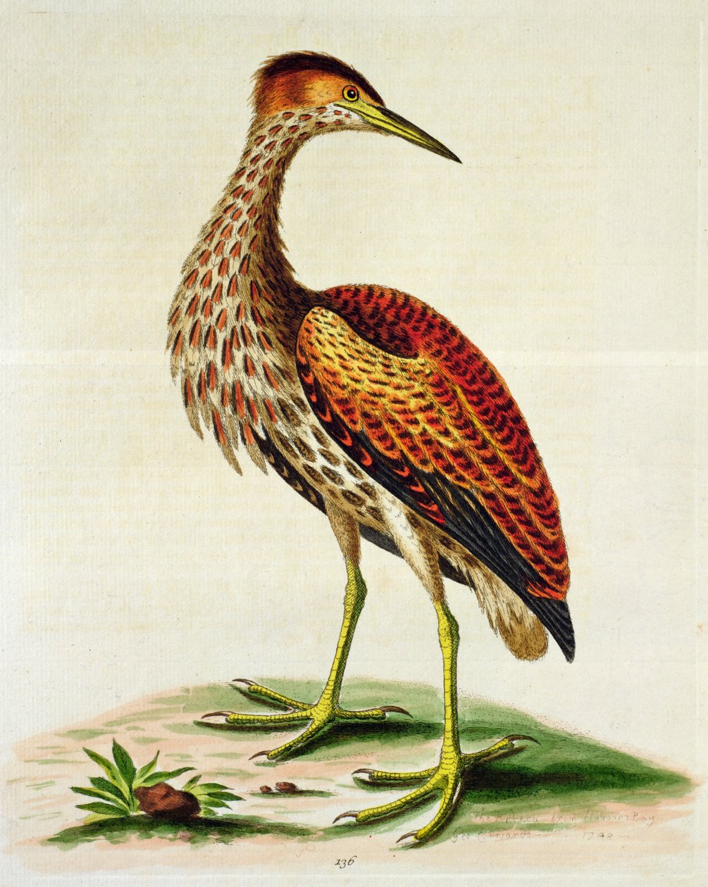Bittern fra Hudson