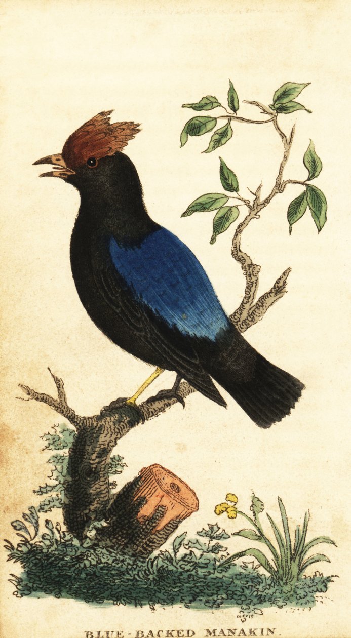 Blårygget manakin, Chiroxiphia pareola., 1800 (gravering) av George Edwards