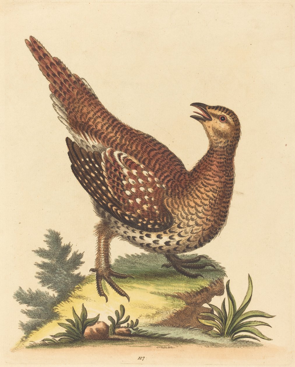 Brunflekket fugl. av George Edwards