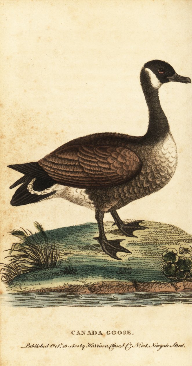 Kanadagås, Branta canadensis., 1800 (gravering) av George Edwards