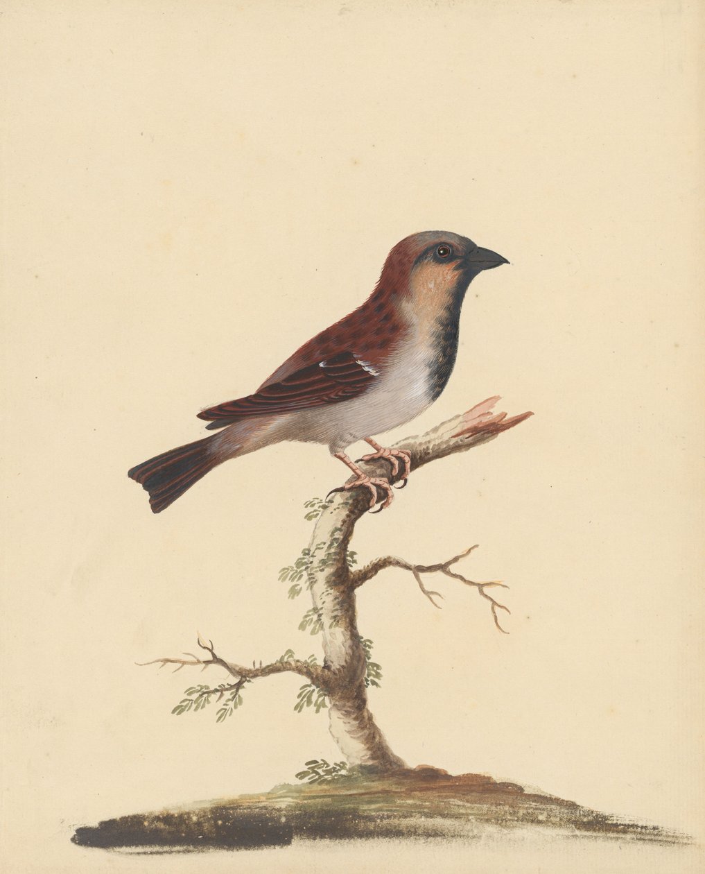 [Spurvehann] av George Edwards