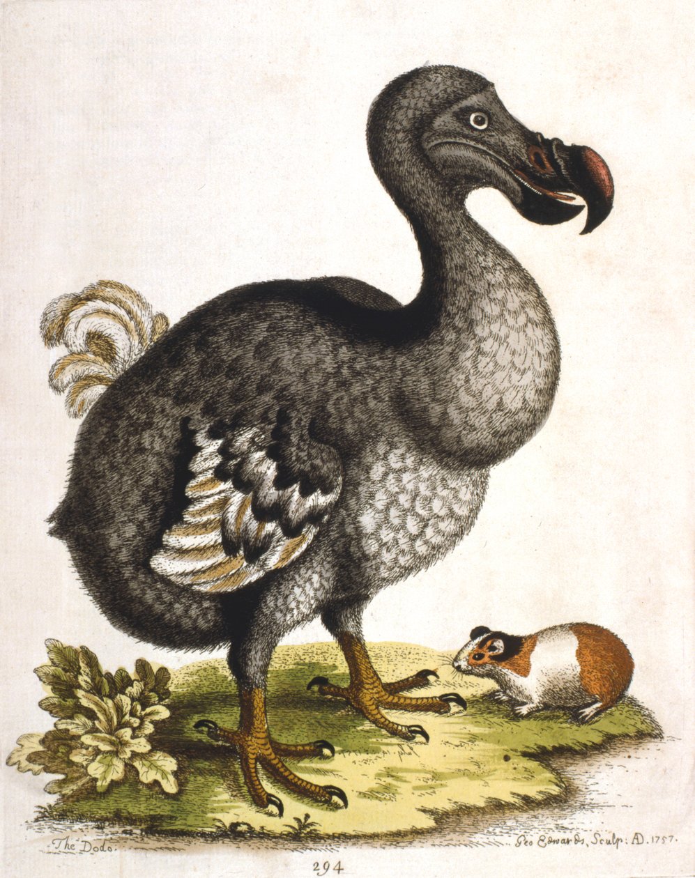 Dodo og marsvin, 1750 av George Edwards