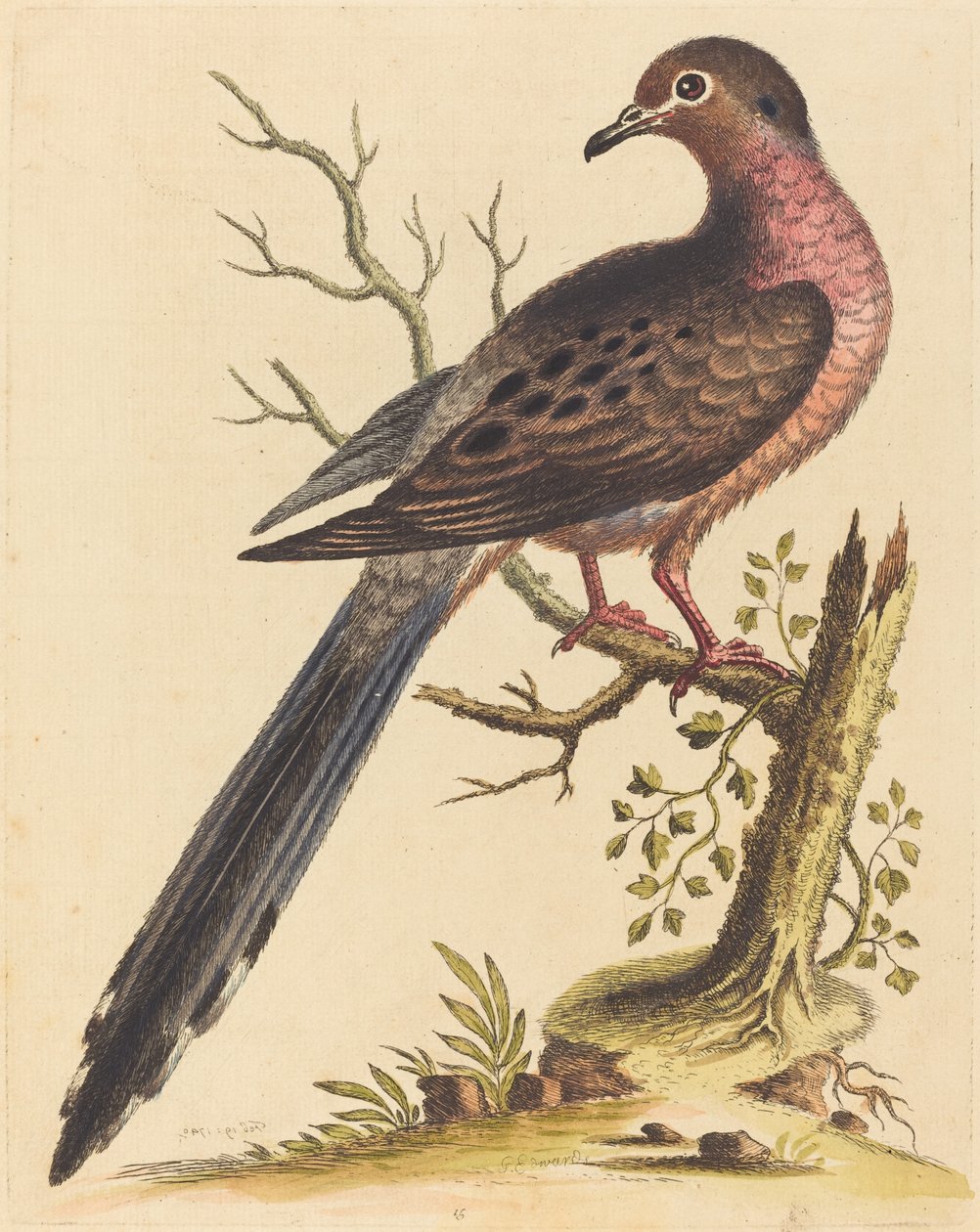 Amerikansk Fedoa pectore ruso, 1740. av George Edwards