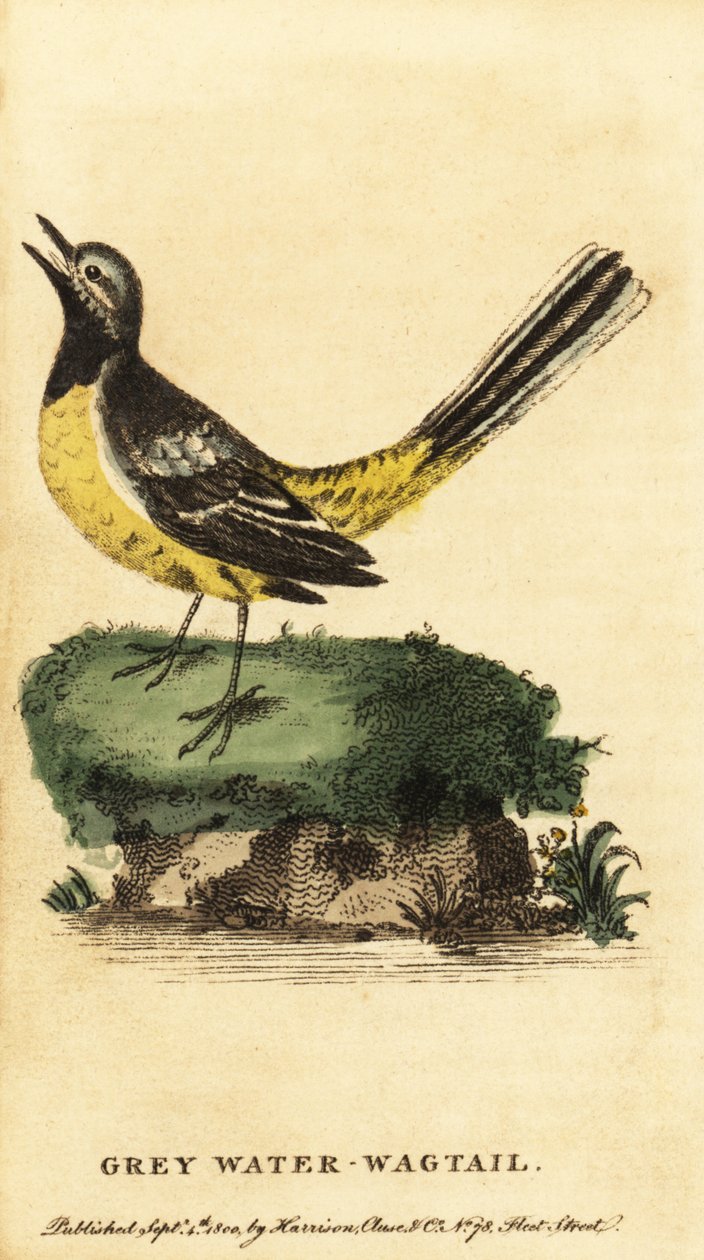 Grå vipstjert, Motacilla cinerea. ,1800 (gravering) av George Edwards