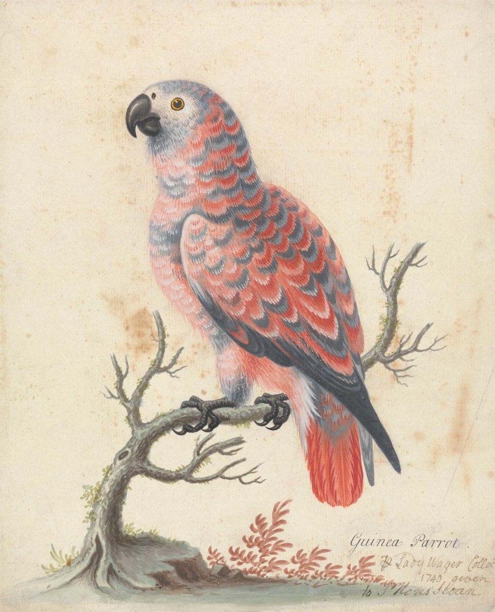 Guinea papegøye av George Edwards