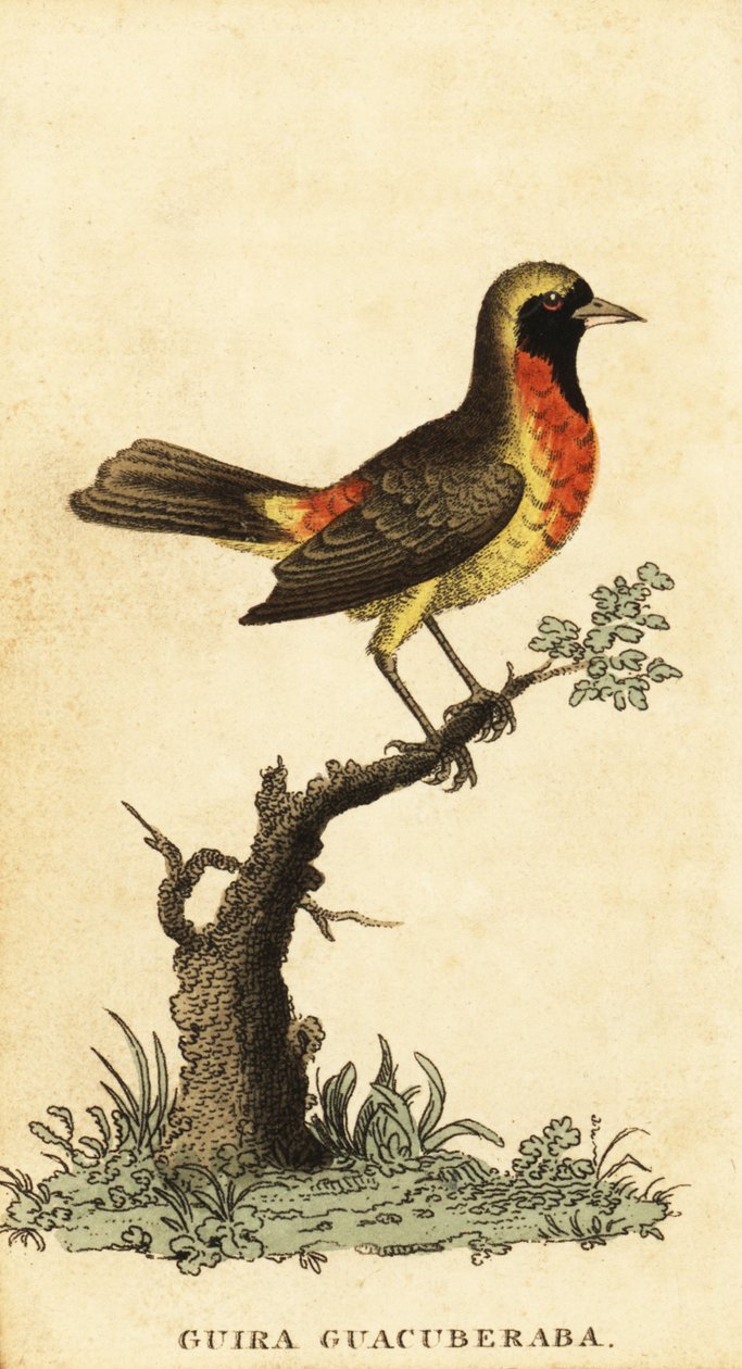 Gira tanager, Hemitraupis gira. ,1800 (gravering) av George Edwards
