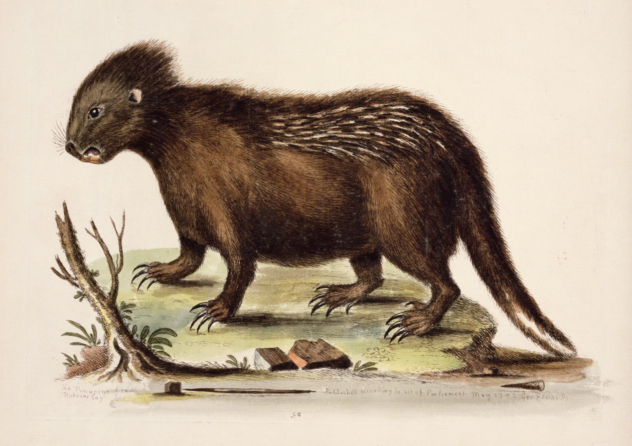 Hudson Bay Porcupine, 1742 (wc på papir) av George Edwards