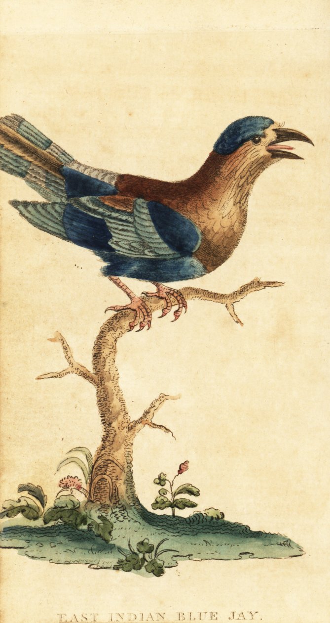 Indisk rulle, Coracias benghalensis. ,1800 (gravering) av George Edwards