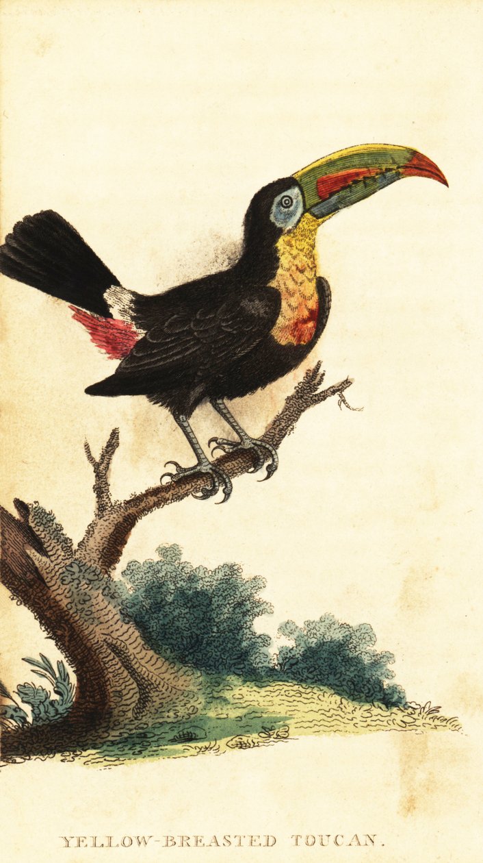 Kjølnebbtukan, Ramphastos sulfuratus. ,1800 (gravering) av George Edwards