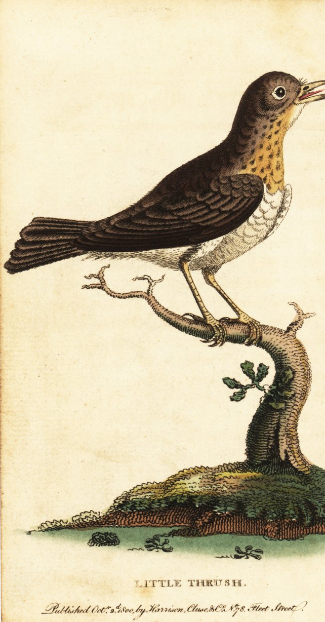 Liten trost, Turdus minor., 1800 (gravering) av George Edwards