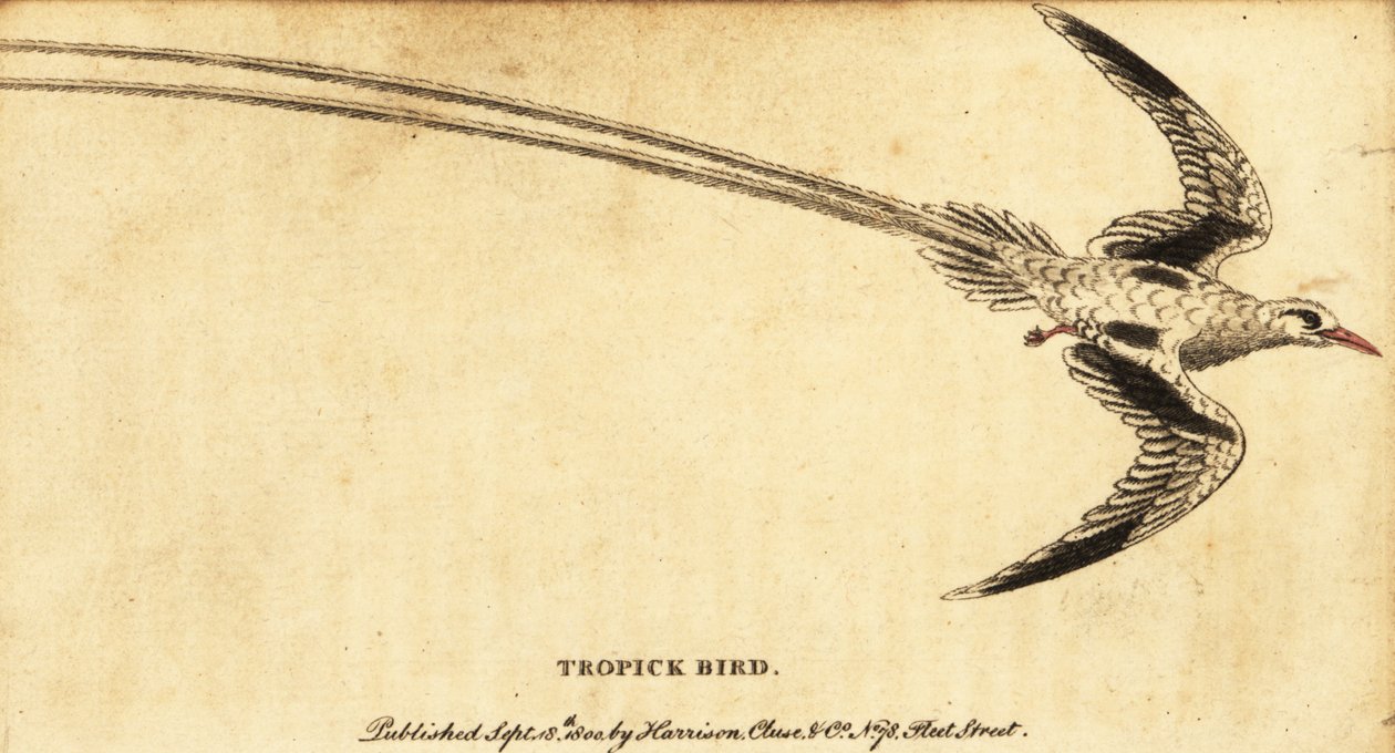 Rødnebb tropicbird, Phaethon aethereus., 1800 (gravering) av George Edwards