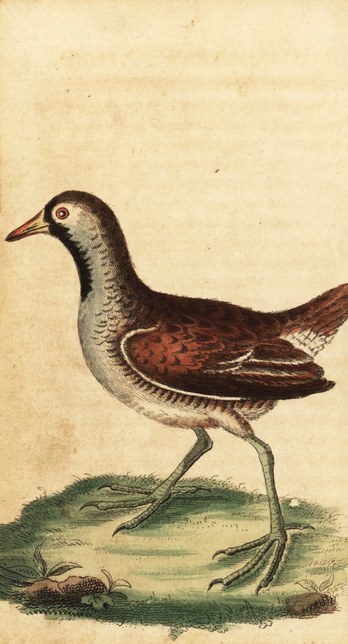 Sora, Porzana carolina. ,1800 (gravering) av George Edwards