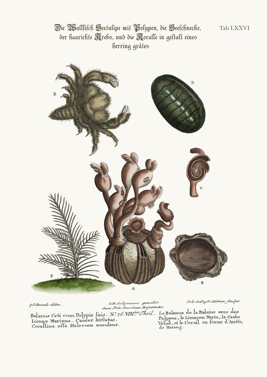 Balanus of the Whale with Polypes, Limax Marina, den hårete krabben og sildebeinskorallinen, 1749-73 av George Edwards