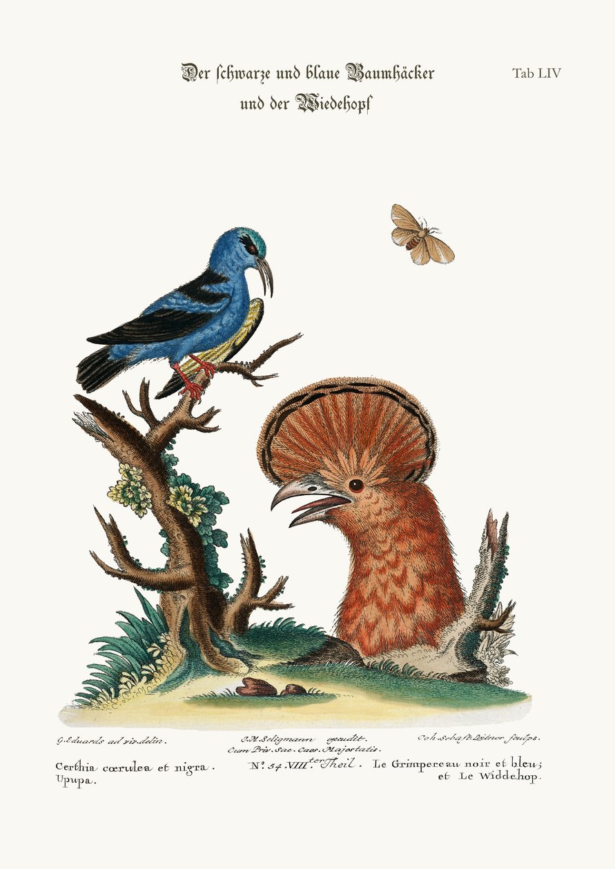 The Black and Blue Creeper, and the Hoopoe Hen, 1749-73 av George Edwards