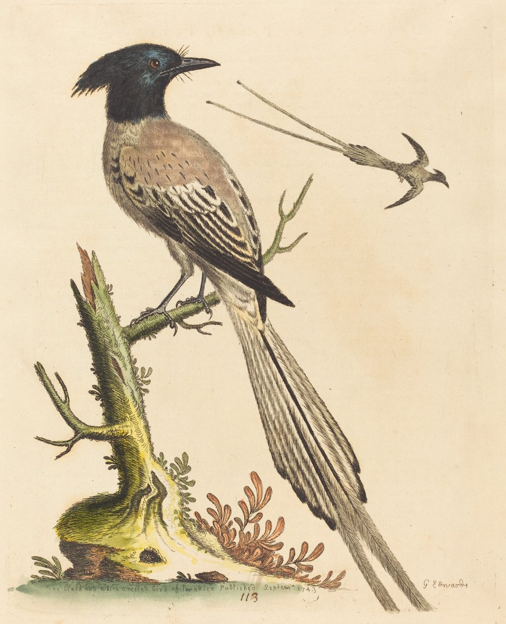 The Black and White Crested Bird of Paradise, utgitt 1743. av George Edwards