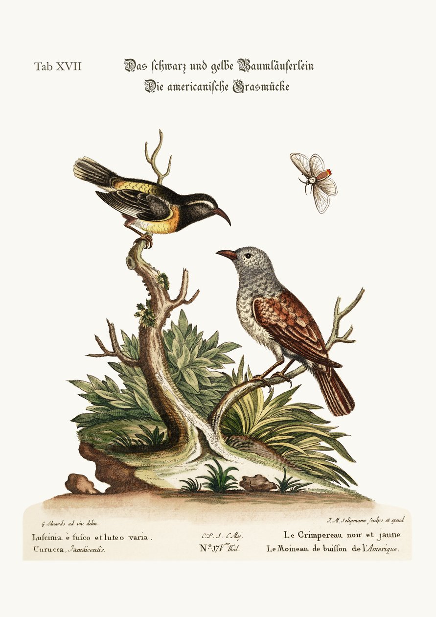 Den svarte og gule kryperen. The American Hedge-Sparrow, 1749-73 av George Edwards
