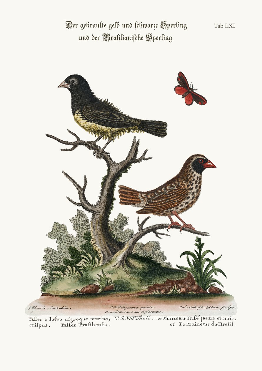 Den svarte og gule krusede spurven og den brasilianske spurven, 1749-73 av George Edwards