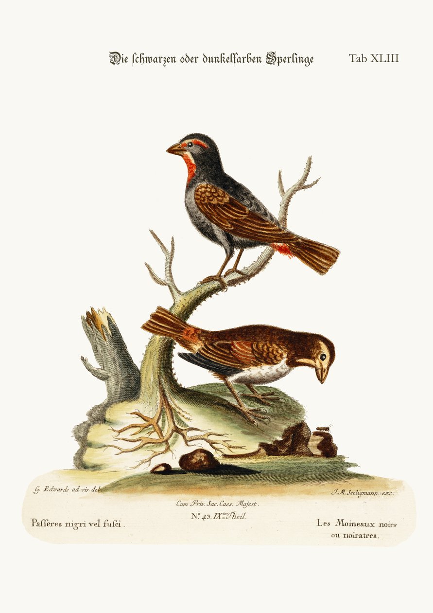 The Black or Dusky Sparrows, 1749-73 av George Edwards