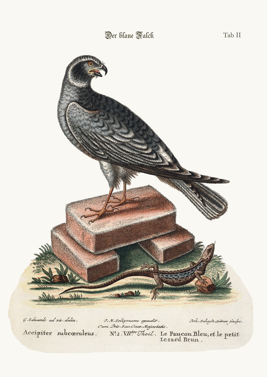 Den blå hauken og den lille brune øglen, 1749-73 av George Edwards