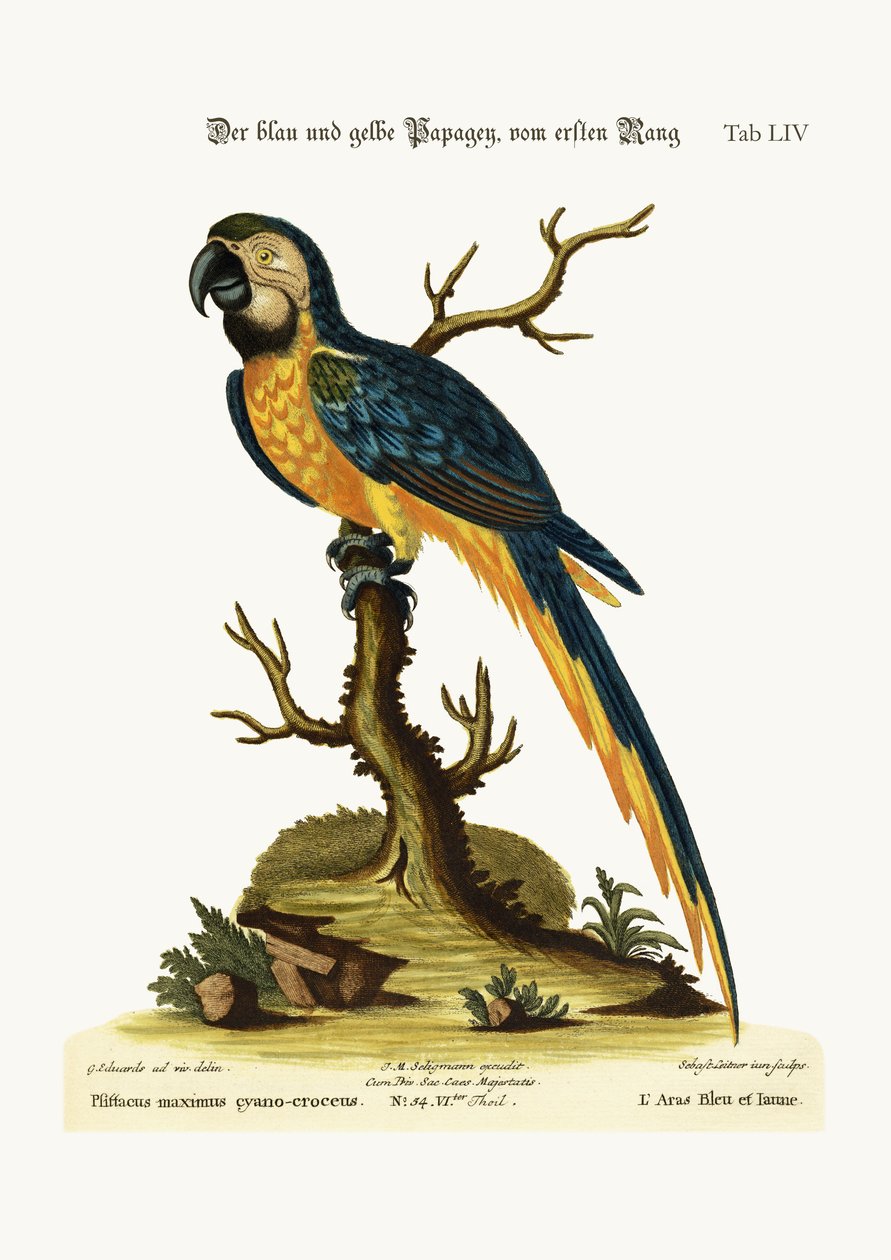 Den blå og gule araen, 1749-73 av George Edwards