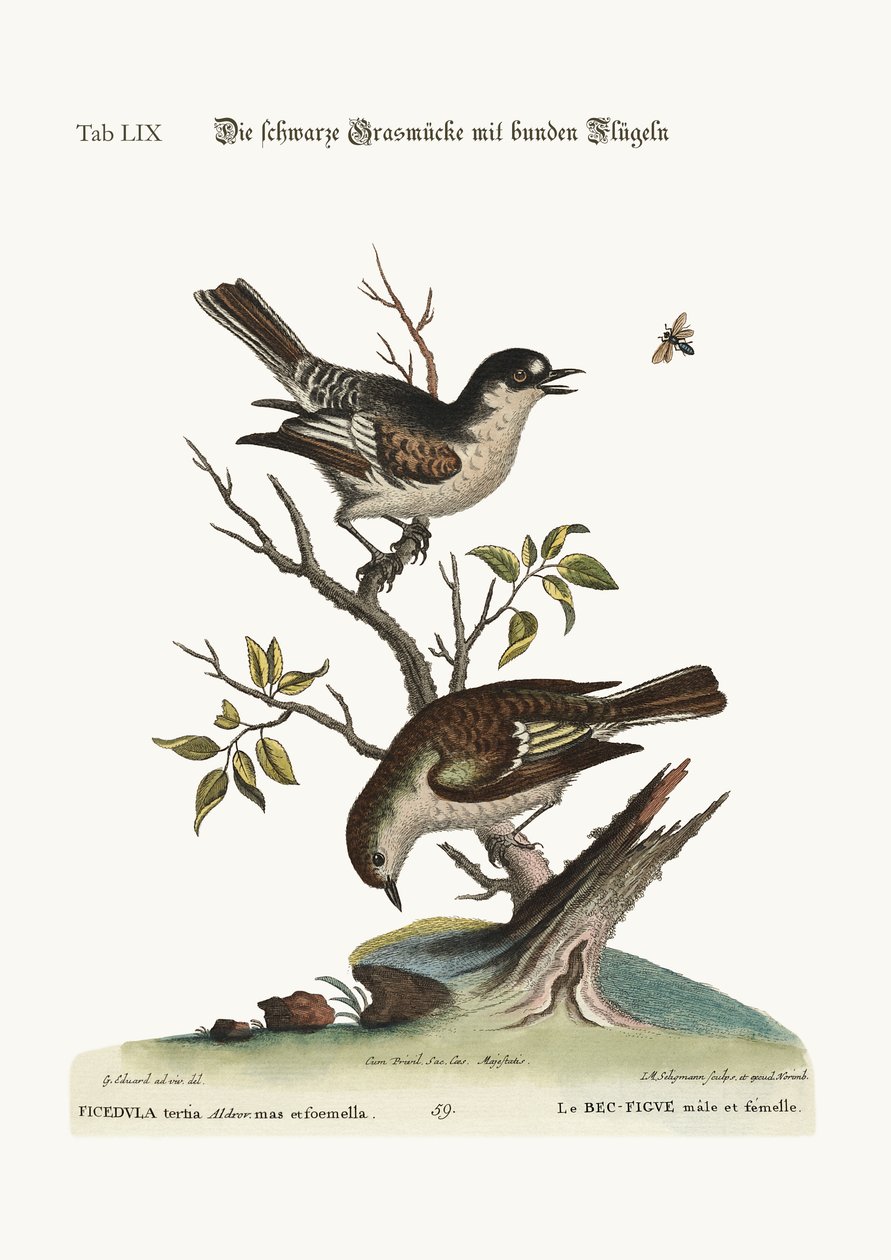 Den hanekalde finken. The Hen Cold Finch, 1749-73 av George Edwards