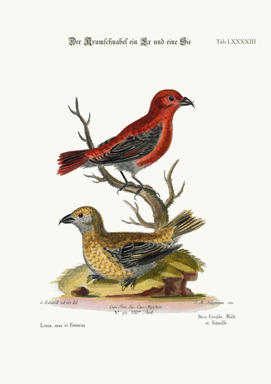 The Cross-Bills, Cock and Hen, 1749-73 av George Edwards