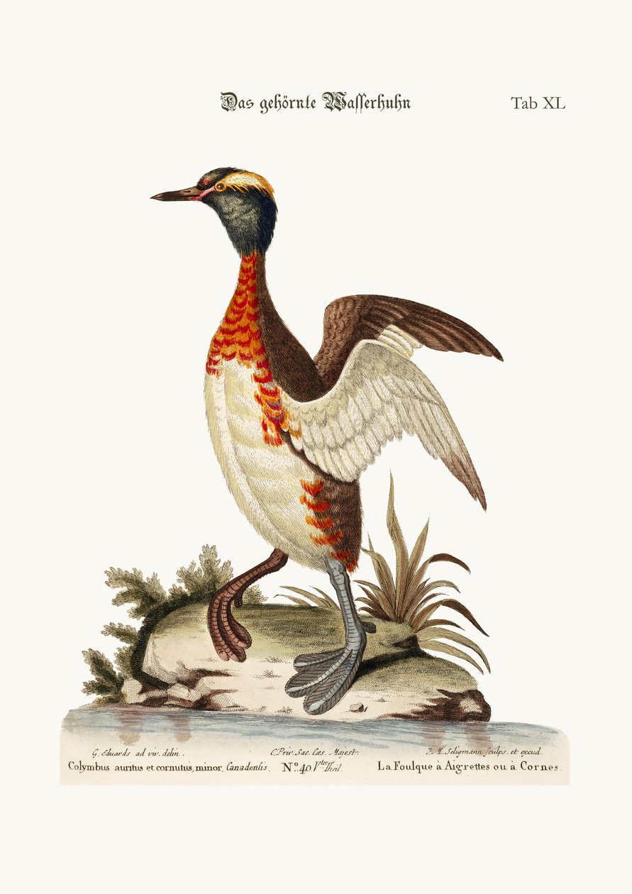 The Eared or Horned Dobchick, 1749-73 av George Edwards