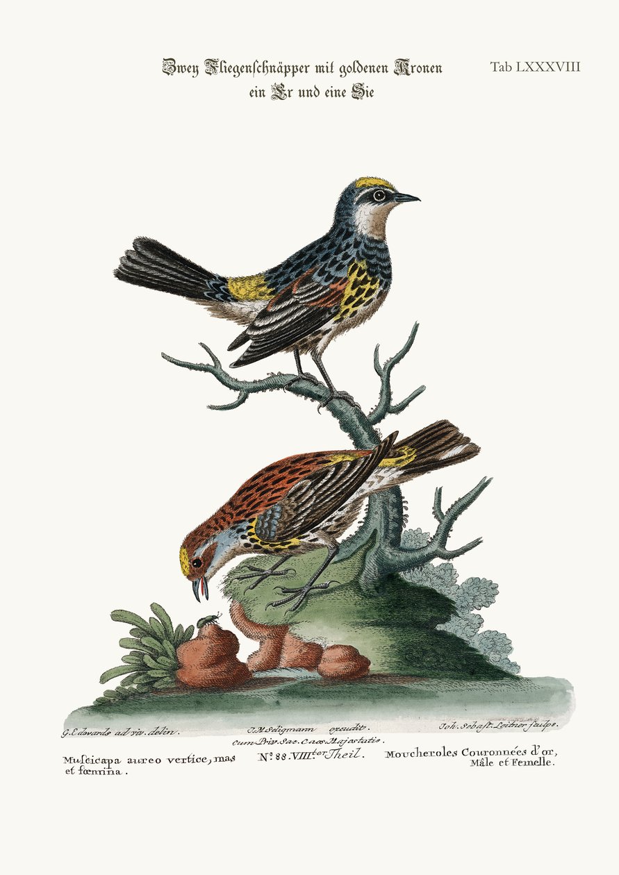 De gullkronede fluesnapperne, hane og høne, 1749-73 av George Edwards