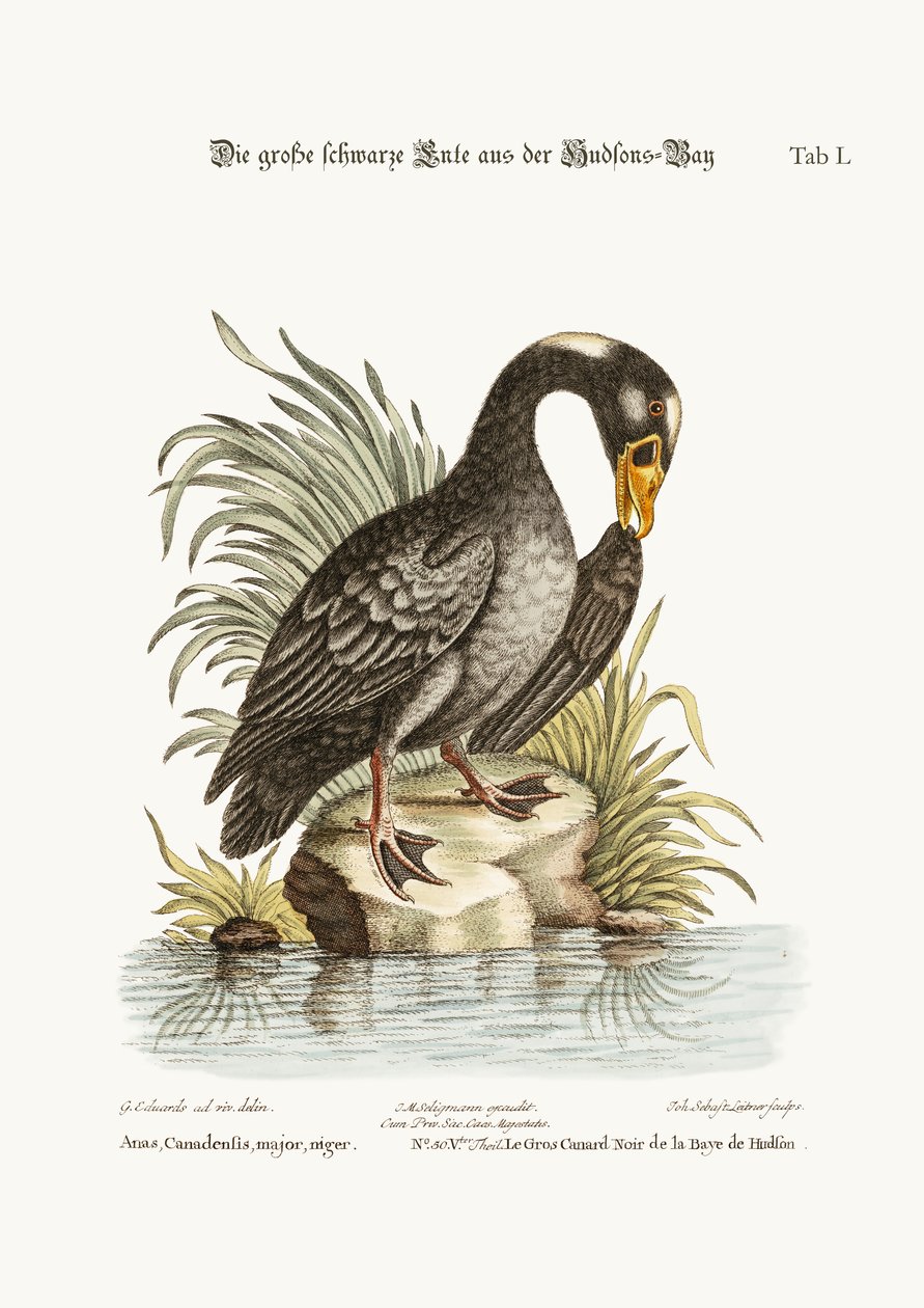 The Great Black Duck fra Hudson