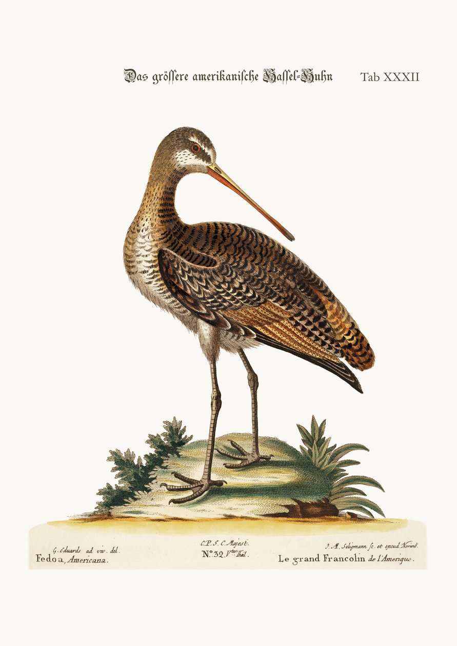 The Greater American Godwit, 1749-73 av George Edwards