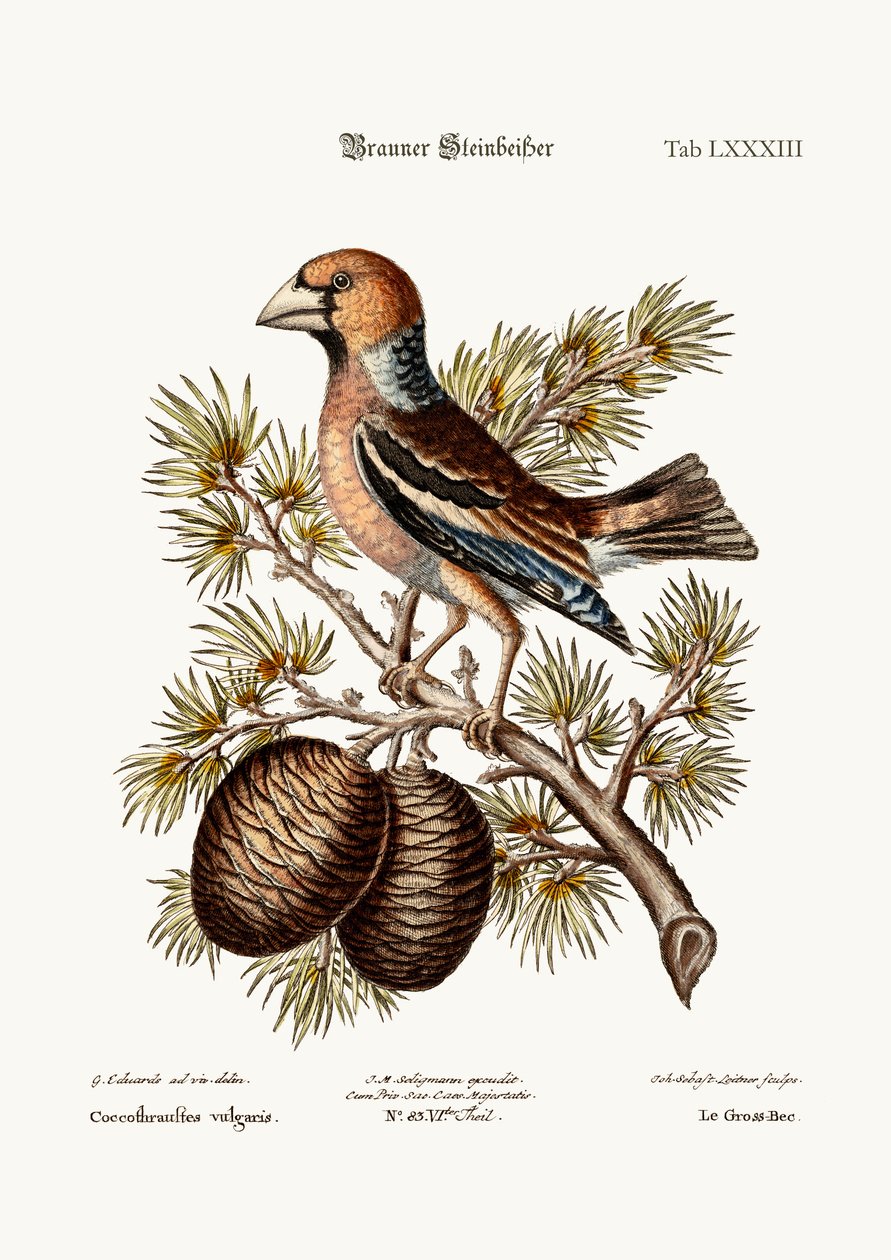 The Gros-Beak eller Haw-Finch, 1749-73 av George Edwards