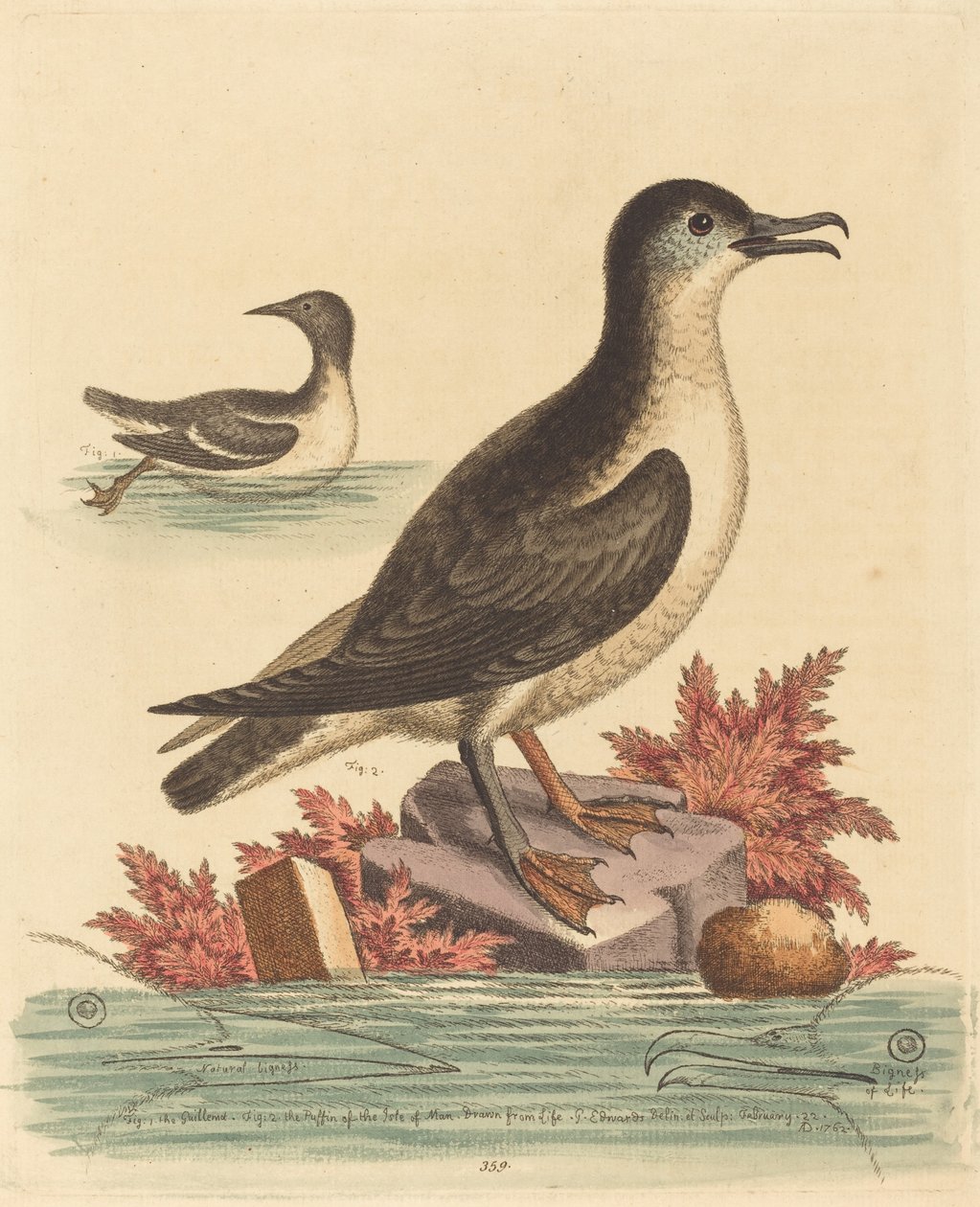 Lomvien og lundefuglen på Isle of Man, 1762. av George Edwards
