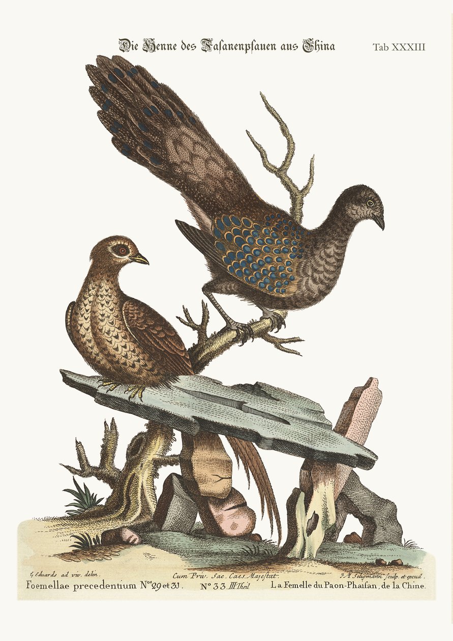 Hønepåfuglfasanen fra Kina, 1749-73 av George Edwards