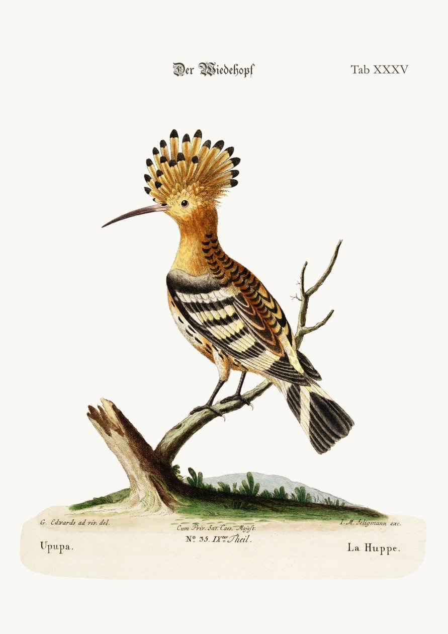 The Hoopoe, 1749-73 av George Edwards