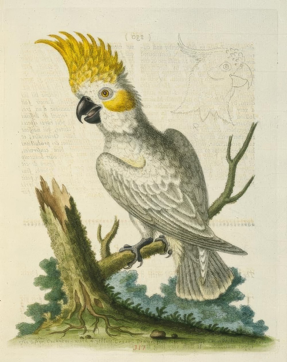 Den lille hvite kakaduen med en gul emblem. / Le Petit Cacatua Blanc a Crete Jaune av George Edwards