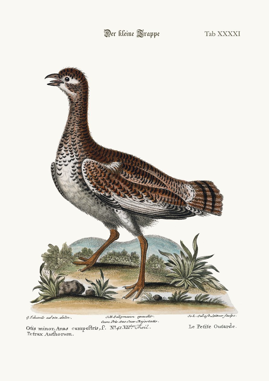 Den lille bustard, 1749-73 av George Edwards
